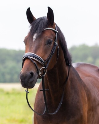 QHP Lupine Patent Leather Dressage Bridle - Black/Gun Metal or Dark Brown/Beige