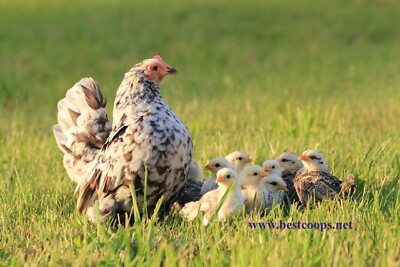 10+ Fertile Show Quality Serama Chicken Hatching Eggs