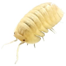 Isopod Factory 6 Cubaris Sp. Albino Red Edge Isopods Bioactive Terarrium