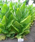 1000 KY 17 Tobacco Seeds ~ Nicotiana Tabacum ~ HEAVY Producing Burley !