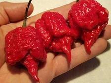 Minnesota Heater JS Red Super Hot Pepper Seeds Organic Fruity Fire Pods Tracking