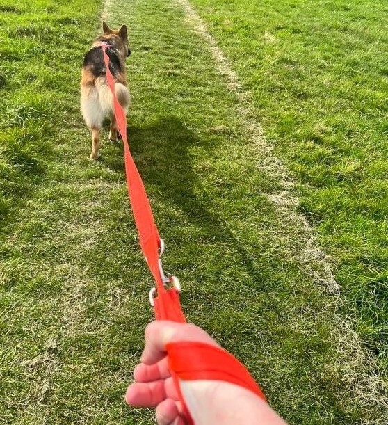 Police Style Double-Ended Dog Training Lead - 5ft Long, 20mm/25mm Soft Webbing