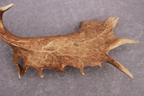 JUEGO DE ASTAS DE GAMO NATURALMENTE COBERTIZO (PAR, CUERNO, TALLA, TAXIDERMIA) - Imagen 23 de 24