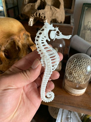 Squelette De Fœtus En Résine – Cabinet De Curiosités – Objet Déco Original – Oddities
