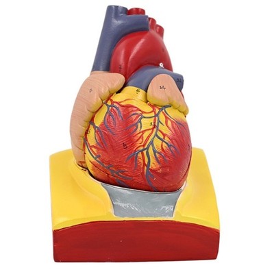 1:1 Human Body Heart Model Detachable Human Heart Model Medicals Heart Model