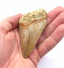 Indonesischer Megalodon Haizahn 8,4 cm Kantenlänge Hai Zahn Fossil Meg