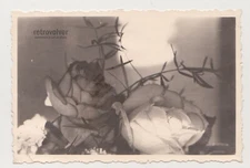 Soft Bloom in the Shade Rose Flower Unusual Abstract Surreal Unusual Photo