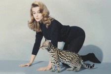 Ann Margret 4x6 photo   