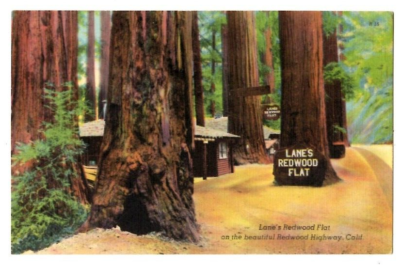 #ad Lane#x27;s Redwood Flat On The Beautiful Redwood Highway California Linen Postcard $4.75