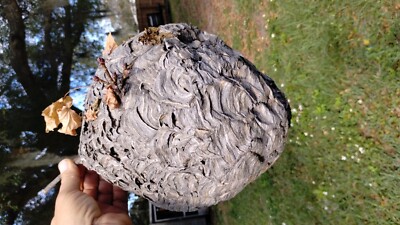 Bald Faced Hornets Nest harvested 2 weeks ago