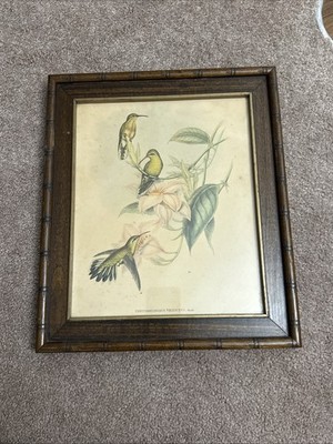 Vtg. John Gould & H.C. Richter Hummingbird Lithograph, Chrysobronchus Virescens