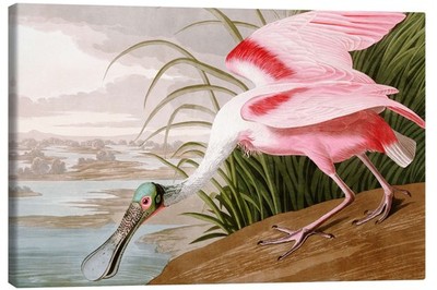 Leinwandbild Rosalöffler - John James Audubon