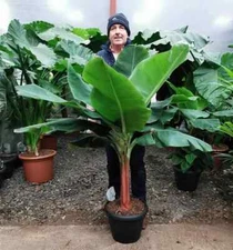 Musa 'Dwarf Cavendish' Banana Tiny Bonsai Dwarf Banana | Live Plant Seeds 10 pcs