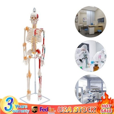 34'' Half Life Size Human Skeleton Model For Doctors' Office or Anatomy Classroom