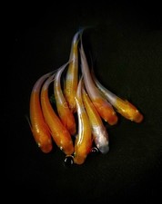 4 1 FREE Komachi Medaka- Freshwater Medaka Rice Fish - Japanese Rice fish