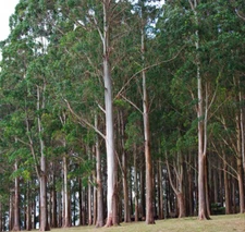 Eucalyptus regnans UNIQUE TREE SEEDS!