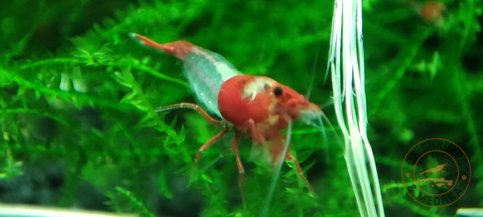 Foto 4 di 6