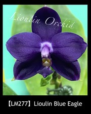 Taiwan Orchidee Phalaenopsis LM277 Lioulin Blue Eagle (Klon) aroma /warm Versand
