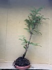 Dawn Redwood (Meta Sequoia) Deciduous Pre-Bonsai Tree,  Root Over Possibility  — photo 10