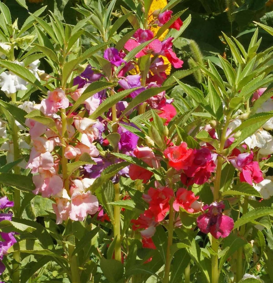 250 Balsam Flower Seeds, 'Tom Thumb Mix', Impatiens balsamin | eBay