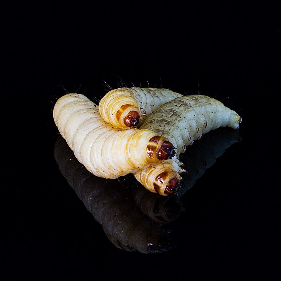 XXL Bienenmaden mit Aroma Naturköder, Trout, WASP, Forellenköder, Köder Angeln - Bild 3 von 4