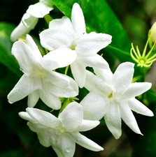 5g pcs Climbing Jasmine Flower Seeds Fragrant Plant for Planting Garden Home ...