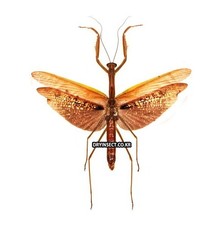 Mantidae : Tenodera aridifolia A1