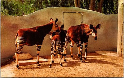 San Diego Zoo CA California Vintage Postcard Okapi Rain Forest of Congo