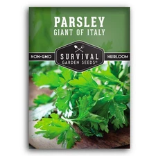 Giant of Italy Parsley Seeds for Planting – Italian Flat Leaf Heirloom Herb w...