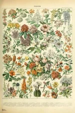 Flowers Fleurs Cottagecore Room Decor Plants Chart Art Print Poster 16x24