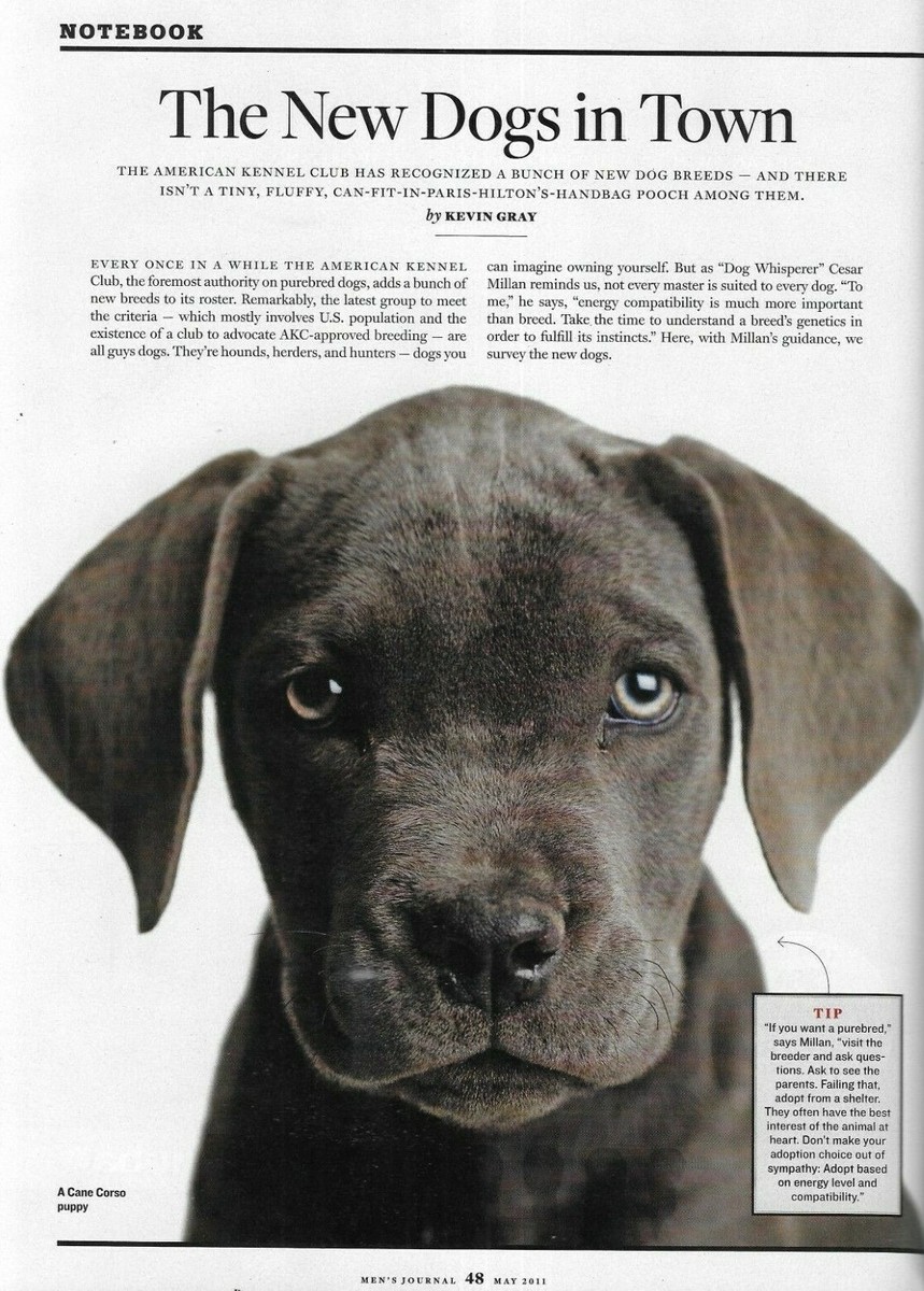 American Kennel Club Dog Breed Selector Quiz Uk Kennel Club My