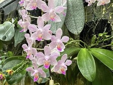 Rare! Phal. Hans Christiansen (Phal.gigantea 'Jumbo Orchids' &times; lindenii 'Jumbo')