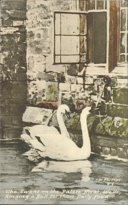 Vintage 1947 Wells Palace Graben Schwäne läutende Glocke Postkarte E.W. Phipps