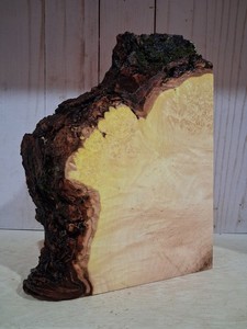 XL Curly  MAPLE Wood Blank, EPOXY/STABILIZING WOOD, TURNING WOOD Live Edge Maple