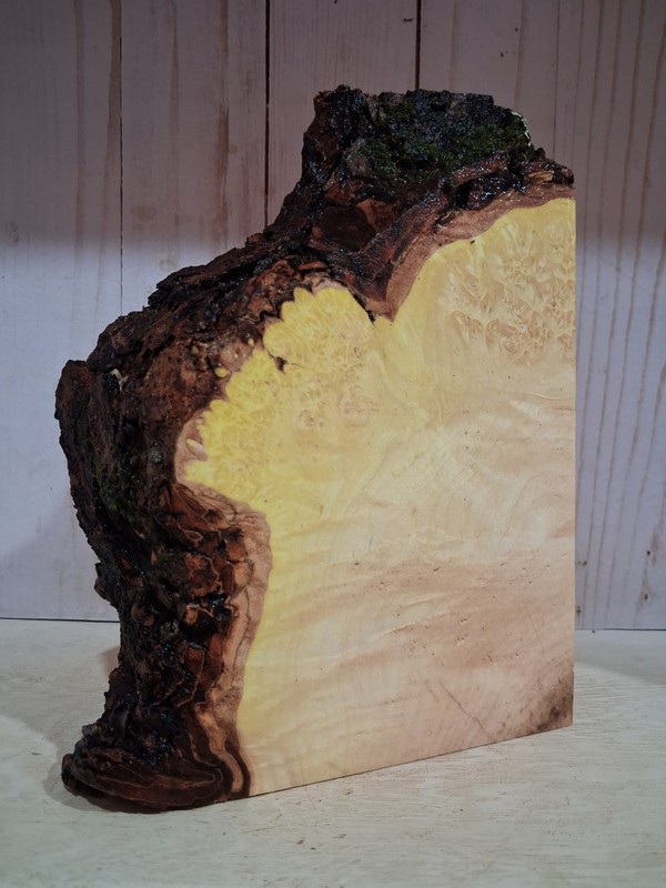 XL Curly  MAPLE Wood Blank, EPOXY/STABILIZING WOOD, TURNING WOOD Live Edge Maple