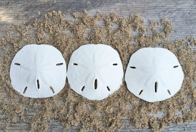 Sand Dollar Real Sand Dollars 2 1/2'' To 3'' 3pk Sand Dollar Shells Wedding Seas