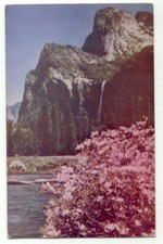 Azaleas at Yosemite National park c1955 Postcard