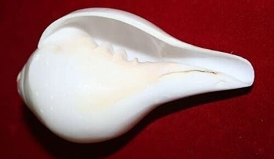 Religious 7.5cm Hindu Puja Blowing Conch Shell (Bajanewala Shankh) Home Temple