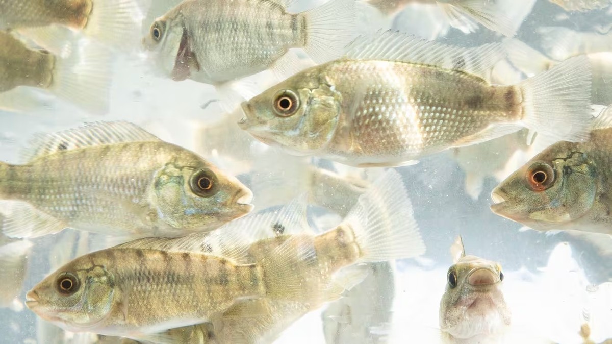 Premium Tilapia Fingerling Crumble Fish Food - 5 Lb Bag, Land Animal Free For Aquaponics 6 thumbnail image