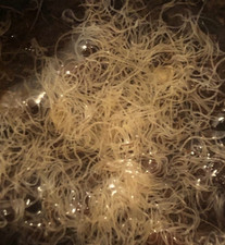 Grindal worm starter culture