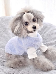 teacup poodle clothes