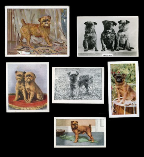 GRIFFON BRUXELLOIS BRUSSELS BELGIAN Dog Vintage Trade & Cigarette Cards - x 6