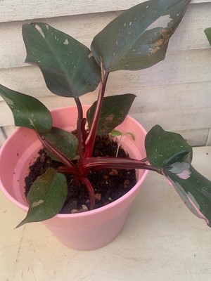 Rooted Pink Princess Philodendron  Indoor Plants