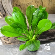 Echinodorus parviflorus Rosette Sword Plant Live Aquarium Plants POTTED