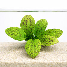 Echinodorus Ozelot Green Aquarium Plants Factory