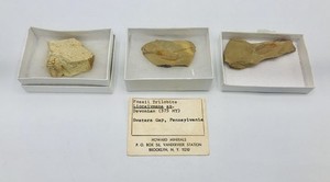 Lot 3 Trilobite Fossils Devonian Liocalymene Calymene Celebra Swatara PA IL Foss