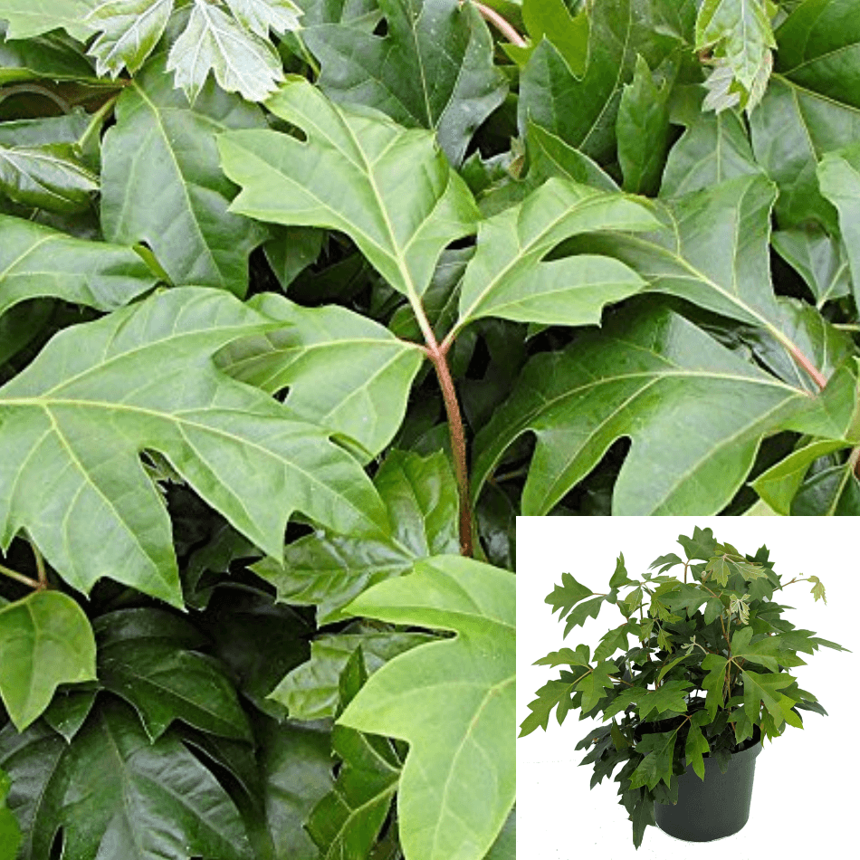 Oak Ivy 6-Inch Hanging Climbing Vine Live Plant for Indoor Outdoor Decor