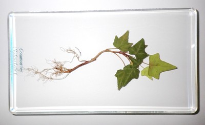 Whole Common Ivy Plant in Large Clear Lucite Block Learning Specimen DD190