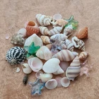 MINIATURE shells mix 1:12th scale dolls house bathroom nautical shop seaside