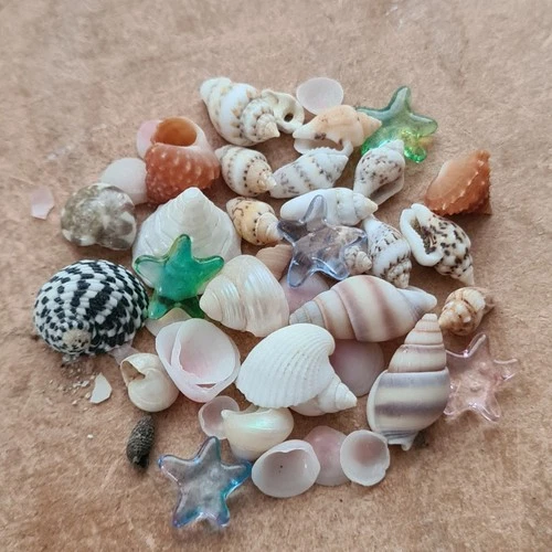 MINIATURE shells mix 1:12th scale dolls house bathroom nautical shop seaside